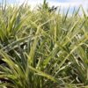 Liriope aztec grass Plantas ornamentales de Costa Rica