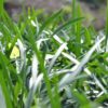 Liriope big blue plantas ornamentales de Costa Rica