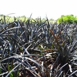 black mondo grass plantas ormantales de costa rica