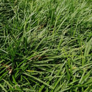 dwarf mondo grass plantas ornamentales de costa rica