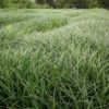 Liriope evergreen giant plantas ornamentales de Costa rica